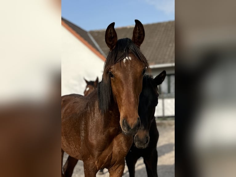 Hannover Stallone 1 Anno 170 cm Baio in Dransfeld