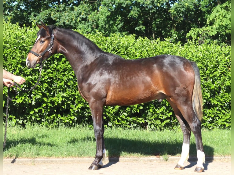 Hannover Stallone 1 Anno 170 cm Baio in Selsingen