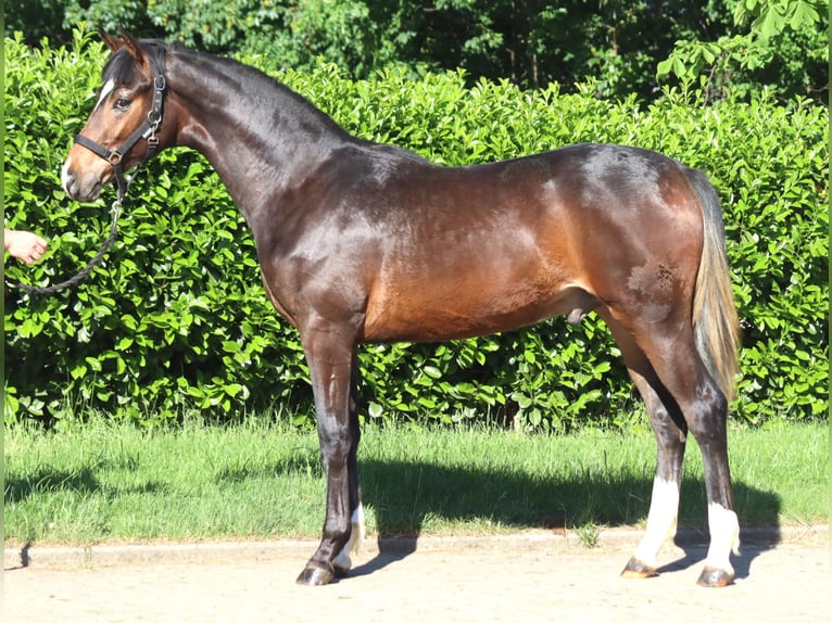 Hannover Stallone 1 Anno 170 cm Baio in Selsingen