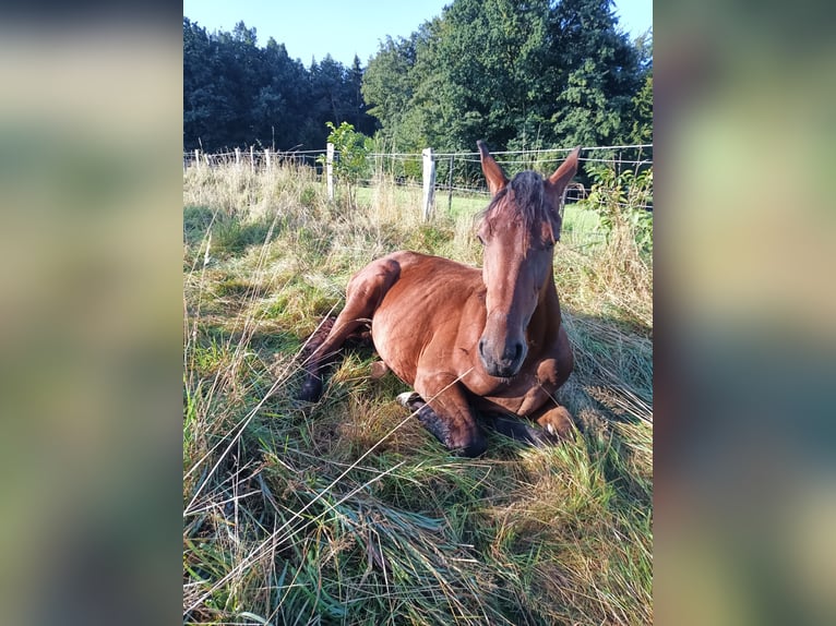 Hannover Stallone 1 Anno 170 cm Baio in Nienstädt Liekwegen