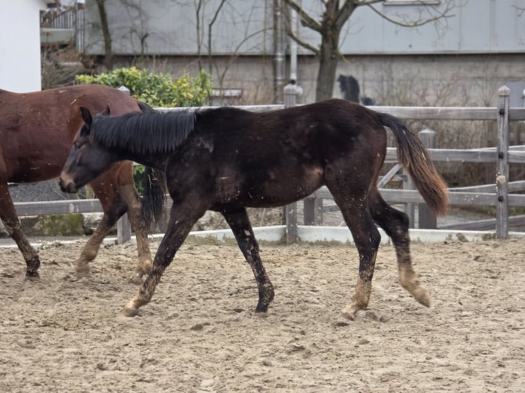 Hannover Stallone 1 Anno 170 cm Baio nero in Uettingen