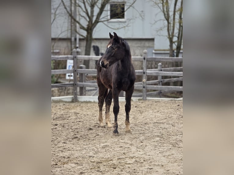 Hannover Stallone 1 Anno 170 cm Baio nero in Uettingen