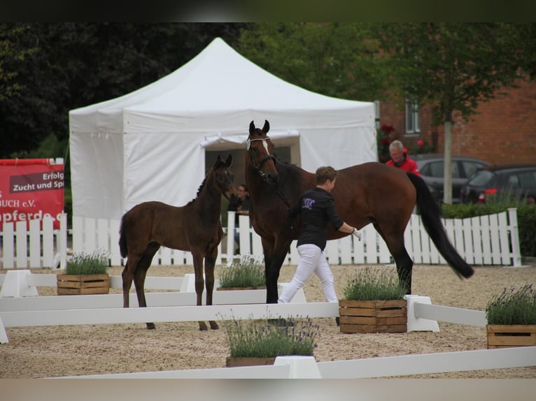 Hannover Stallone 1 Anno 170 cm Baio scuro in Stubben
