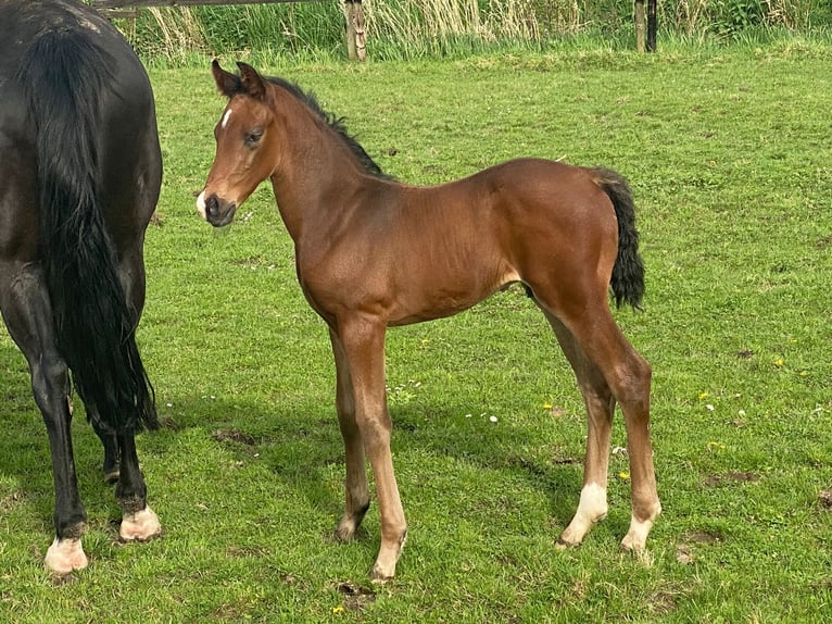 Hannover Stallone 1 Anno 170 cm Baio scuro in Hamburg