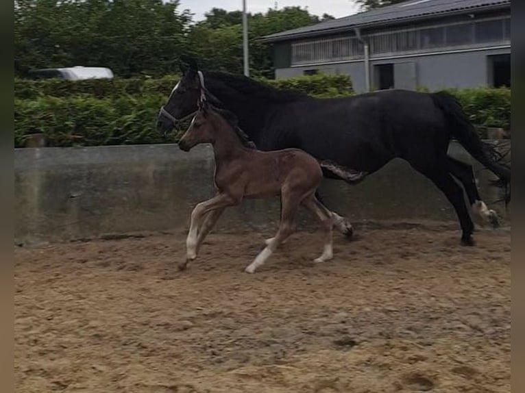 Hannover Stallone 1 Anno 170 cm Morello in Hamersen