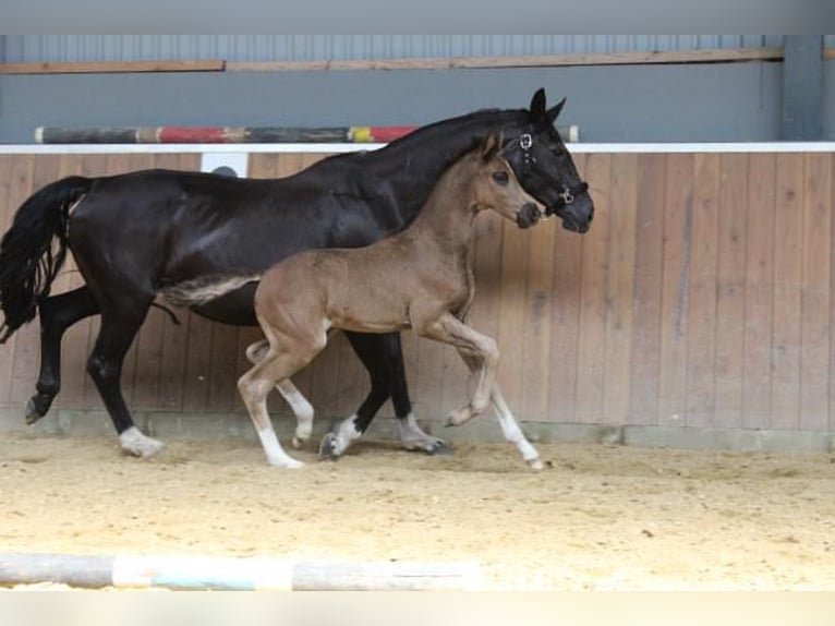 Hannover Stallone 1 Anno 170 cm Morello in Hamersen