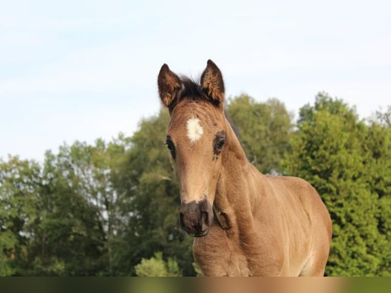 Hannover Stallone 1 Anno 170 cm Morello in Hamersen