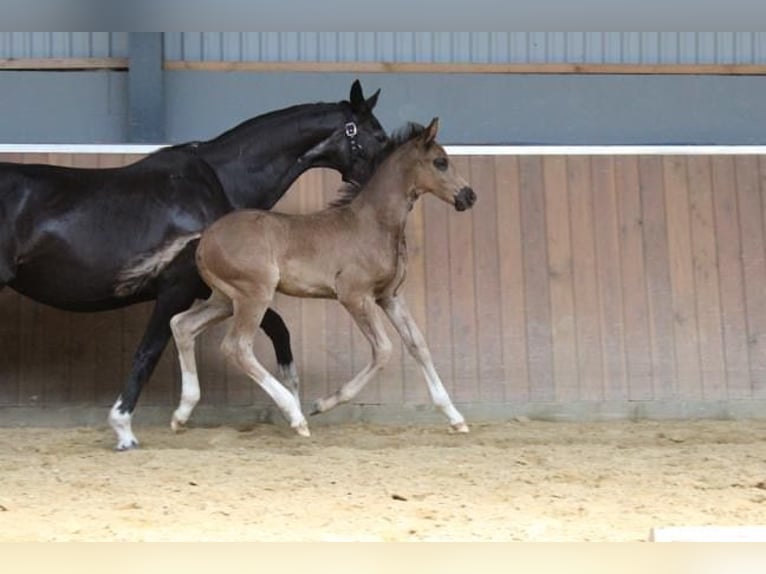 Hannover Stallone 1 Anno 170 cm Morello in Hamersen