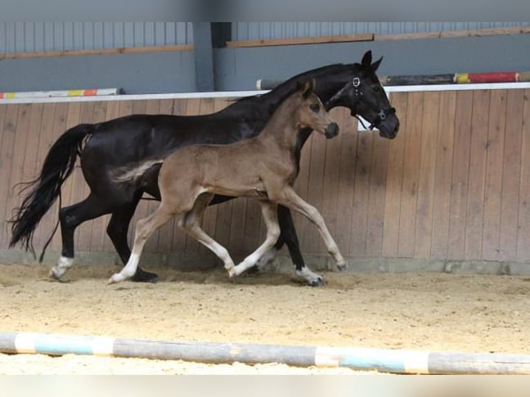 Hannover Stallone 1 Anno 170 cm Morello in Hamersen