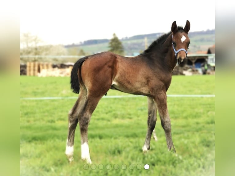 Hannover Stallone 1 Anno 171 cm Baio scuro in Dransfeld