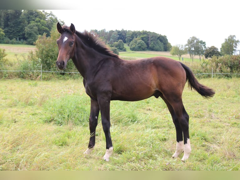 Hannover Stallone 1 Anno 171 cm Baio scuro in Dransfeld