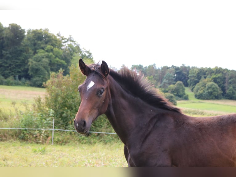 Hannover Stallone 1 Anno 171 cm Baio scuro in Dransfeld