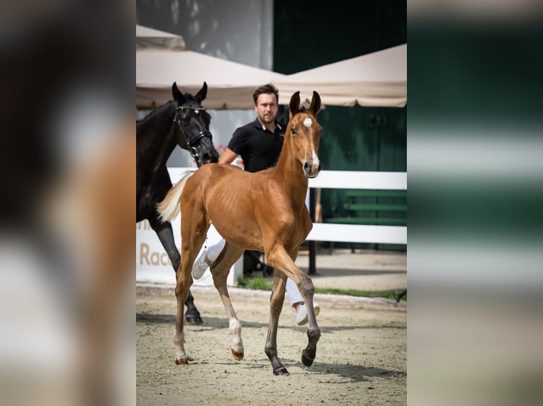 Hannover Stallone 1 Anno 172 cm Baio ciliegia in Chylice-Kolonia