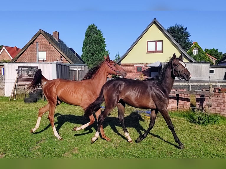 Hannover Stallone 1 Anno 172 cm Baio scuro in Meldorf