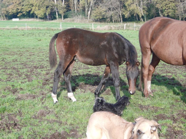 Hannover Stallone 1 Anno 172 cm Baio scuro in Rehden