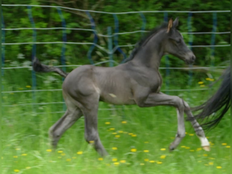 Hannover Stallone 1 Anno 172 cm Morello in Greifenstein