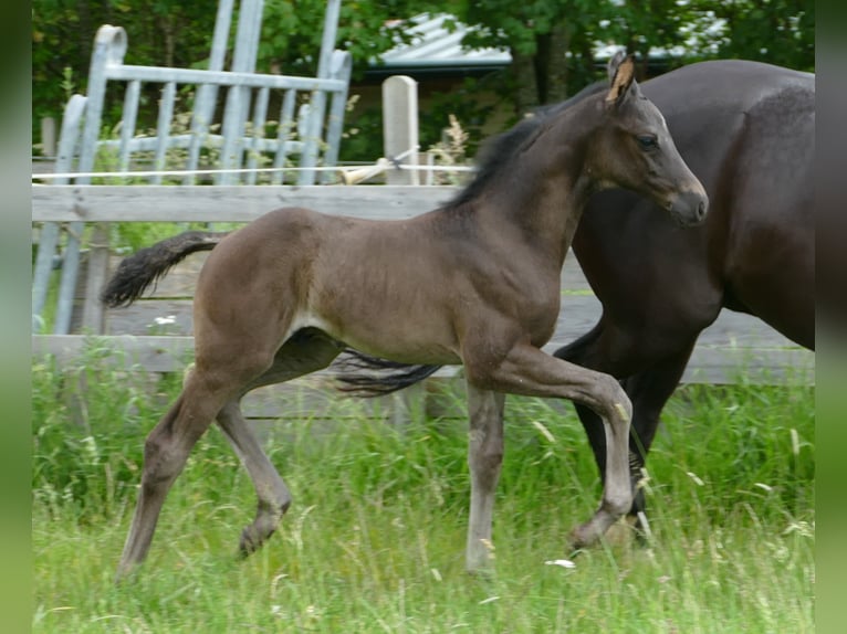 Hannover Stallone 1 Anno 172 cm Morello in Greifenstein