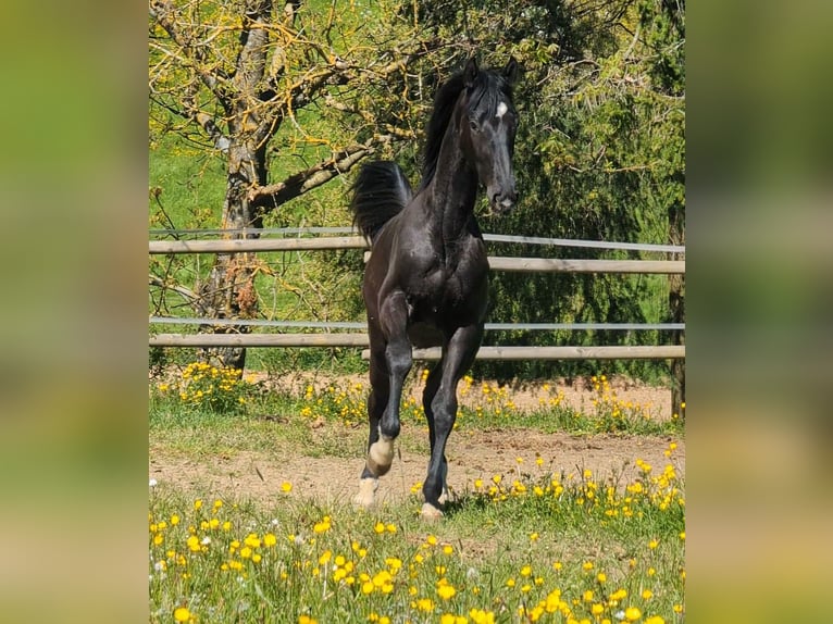Hannover Stallone 1 Anno 172 cm Morello in Herren-Sulzbach