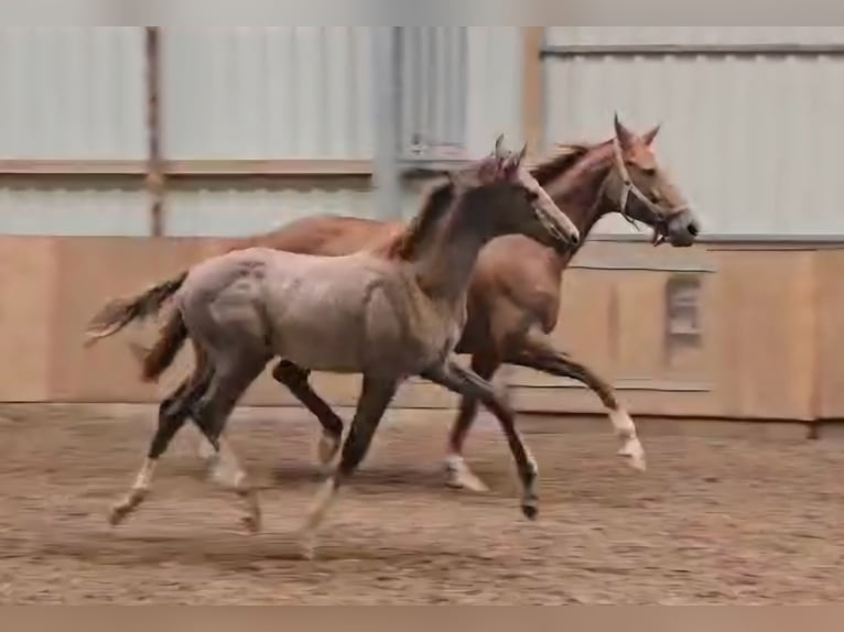 Hannover Stallone 1 Anno 172 cm Può diventare grigio in Uplengen