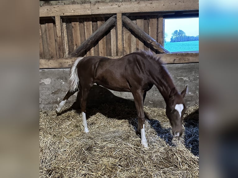 Hannover Stallone 1 Anno 172 cm Sauro scuro in Hadsten