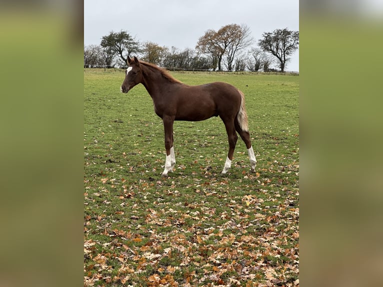 Hannover Stallone 1 Anno 172 cm Sauro scuro in Hadsten