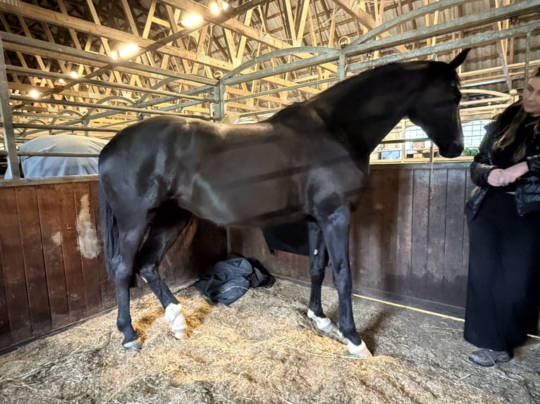 Hannover Stallone 1 Anno 173 cm Baio in Vejeb