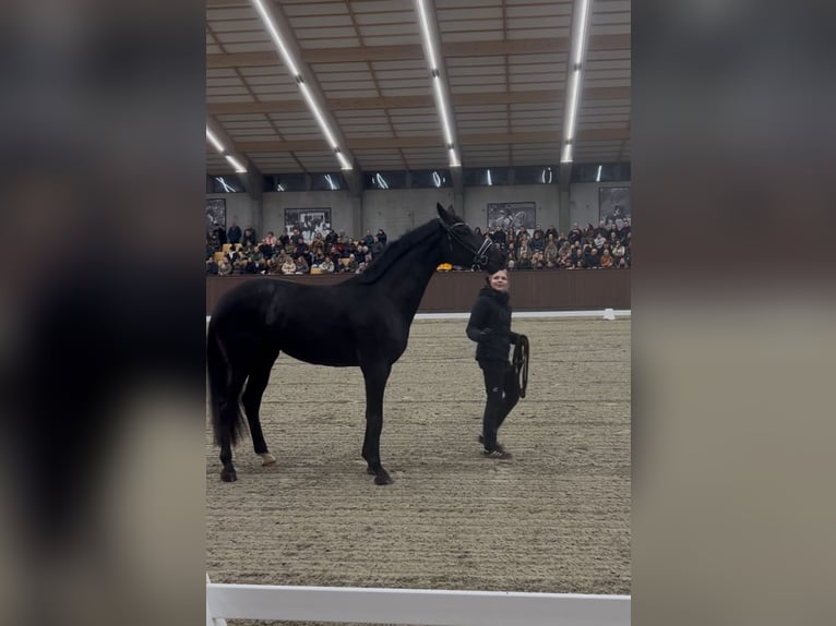 Hannover Stallone 1 Anno 173 cm Baio in Vejeb