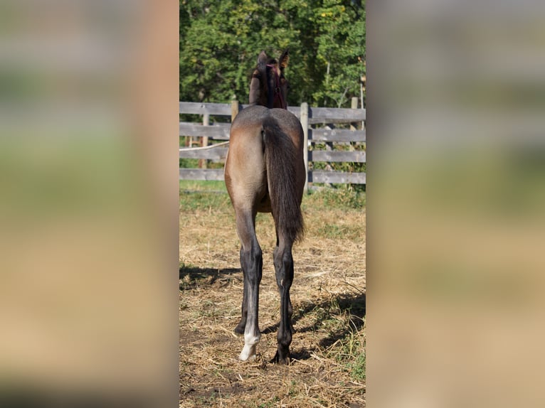 Hannover Stallone 1 Anno 173 cm Grigio in Red Deer County, Alberta