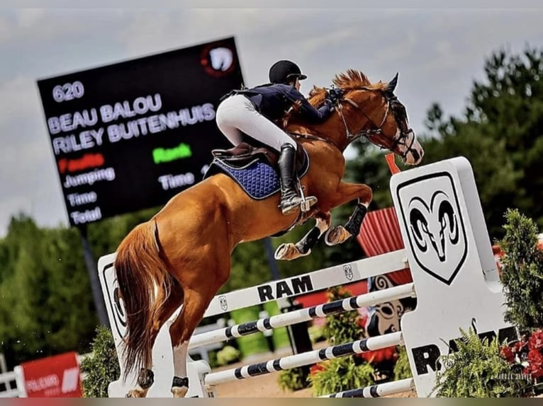Hannover Stallone 1 Anno 173 cm Grigio in Red Deer County, Alberta