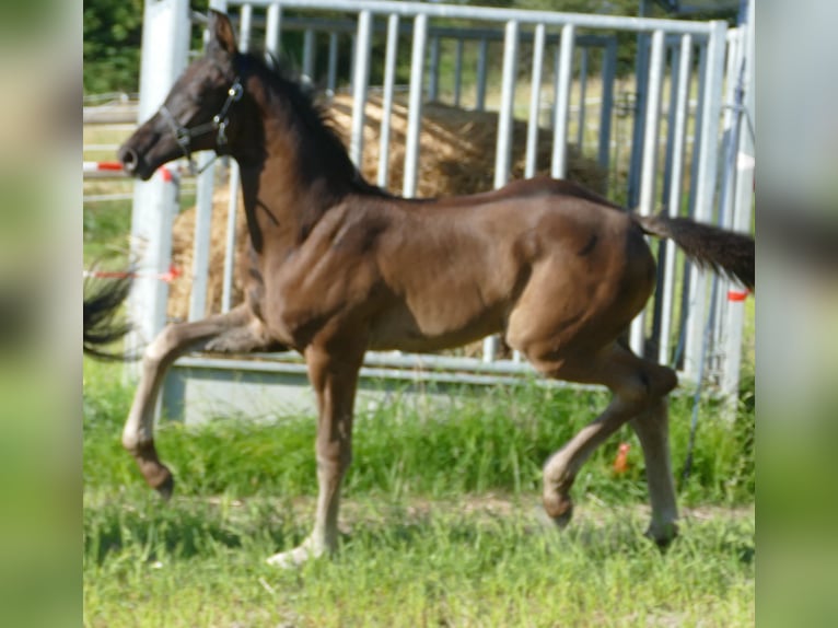 Hannover Stallone 1 Anno 173 cm Morello in Greifenstein