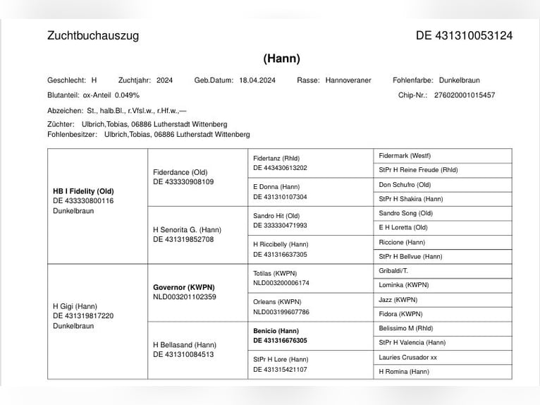 Hannover Stallone 1 Anno 174 cm Baio scuro in Lutherstadt Wittenberg