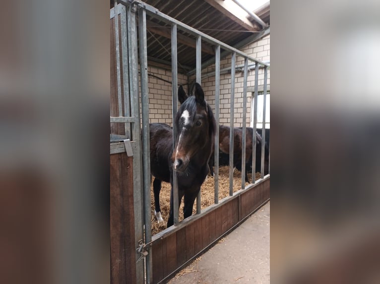 Hannover Stallone 1 Anno 175 cm Può diventare grigio in Goch