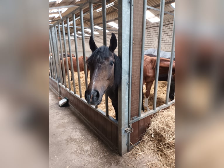 Hannover Stallone 1 Anno 175 cm Può diventare grigio in Goch