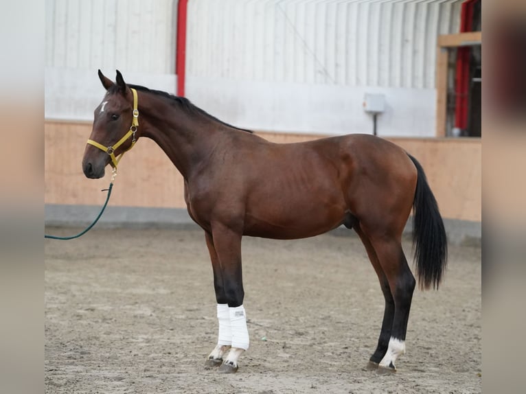 Hannover Stallone 1 Anno 75 cm Baio in Hoh