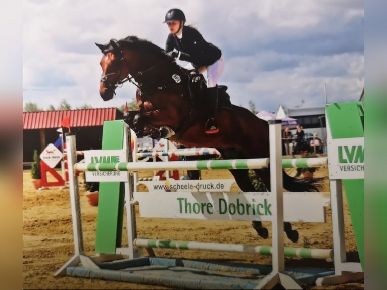 Hannover Stallone 1 Anno Baio in Bodenfelde-Wahmbeck