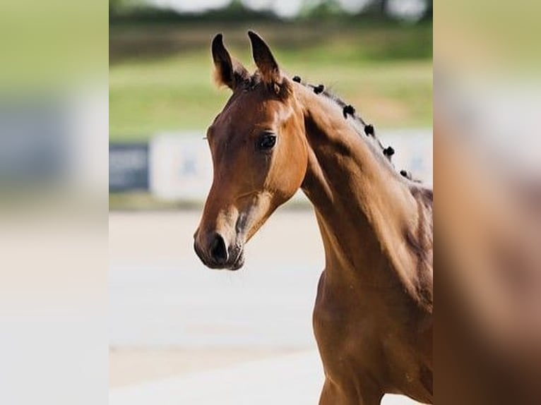 Hannover Stallone 1 Anno Baio in Werder (Havel)