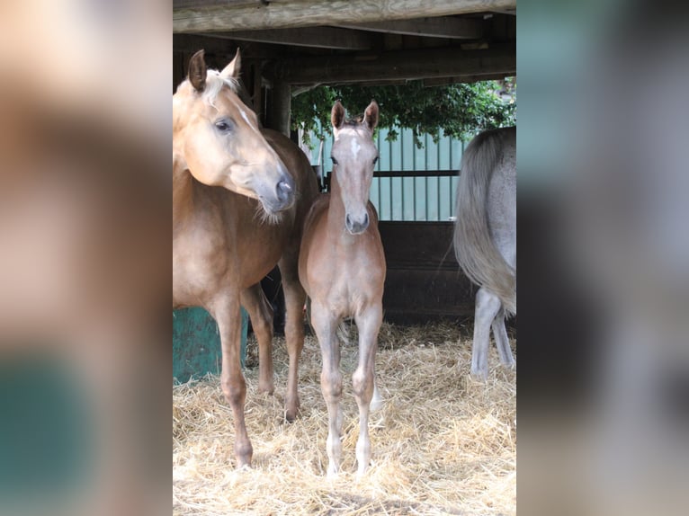 Hannover Stallone 1 Anno Grigio in Osterwald