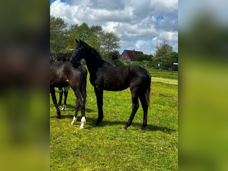 Hannover Stallone 1 Anno Morello in Großheide