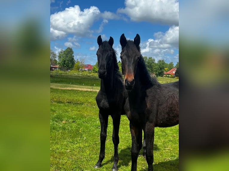 Hannover Stallone 1 Anno Morello in Großheide