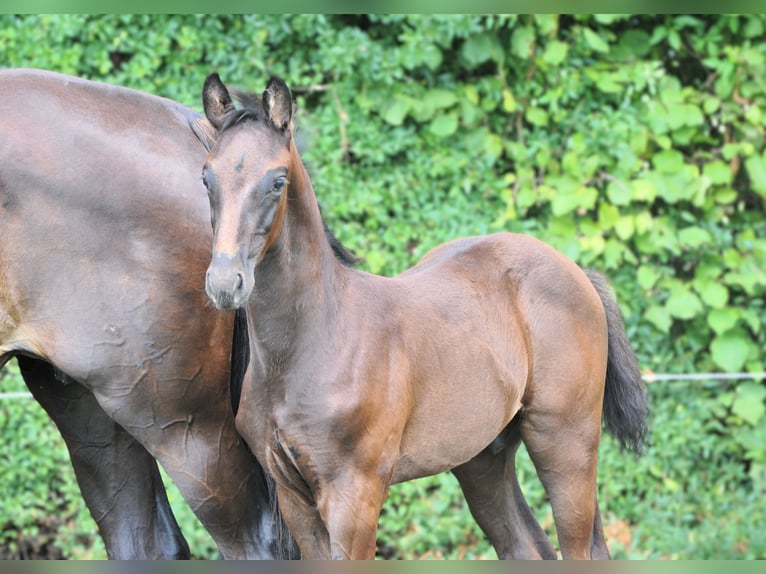 Hannover Stallone 1 Anno Morello in Strausberg