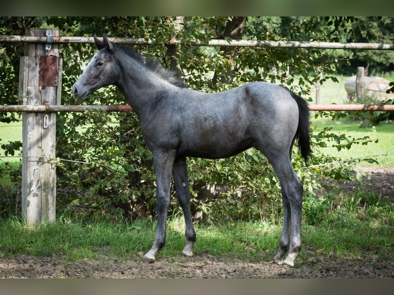Hannover Stallone 1 Anno Può diventare grigio in Zobbenitz