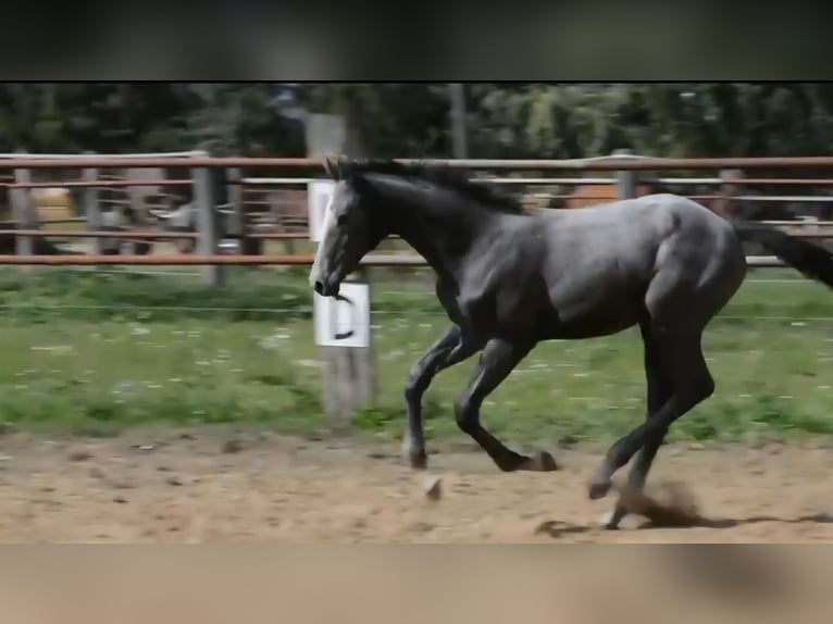 Hannover Stallone 1 Anno Può diventare grigio in Zobbenitz