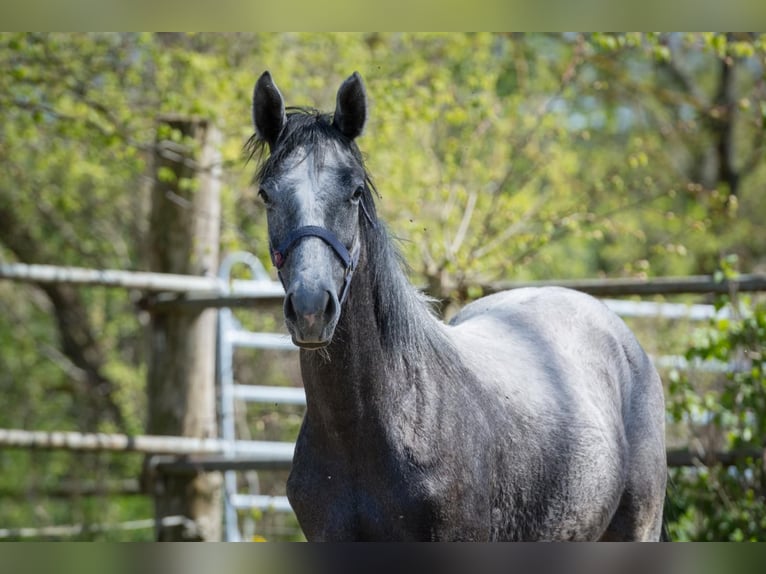 Hannover Stallone 1 Anno Può diventare grigio in Zobbenitz