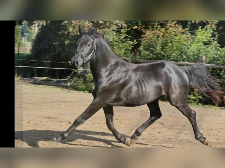 Hannover Stallone 2 Anni 155 cm Morello in Hemmoor