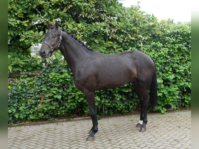 Hannover Stallone 2 Anni 157 cm Baio scuro in Dorsten