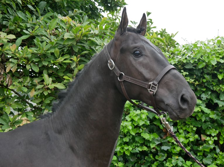 Hannover Stallone 2 Anni 157 cm Baio scuro in Dorsten