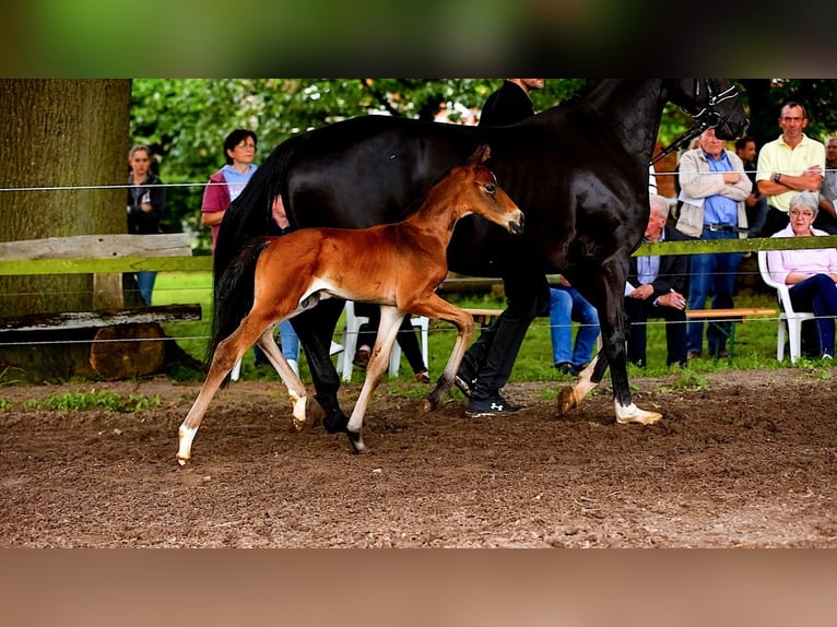 Hannover Stallone 2 Anni 160 cm Baio in Völkersen