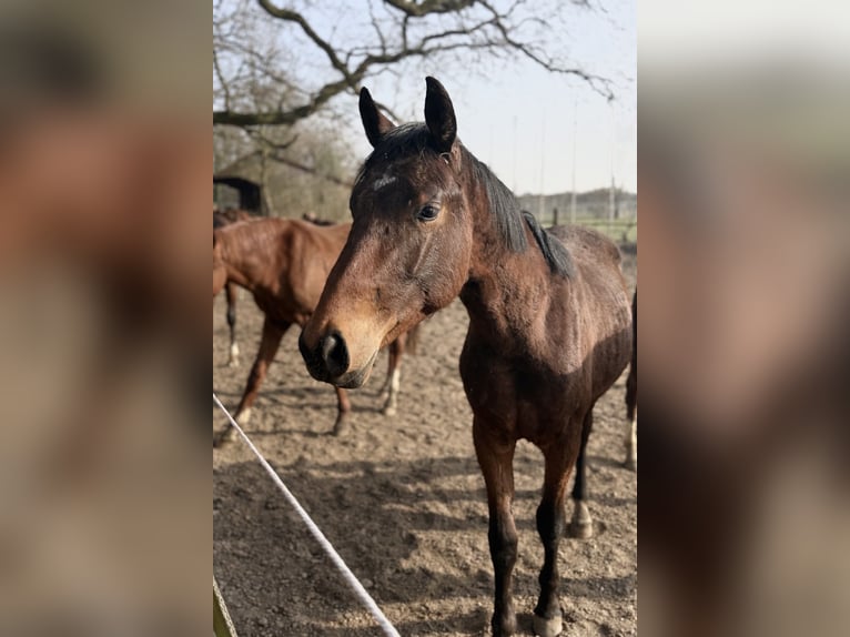 Hannover Stallone 2 Anni 160 cm Baio in Völkersen