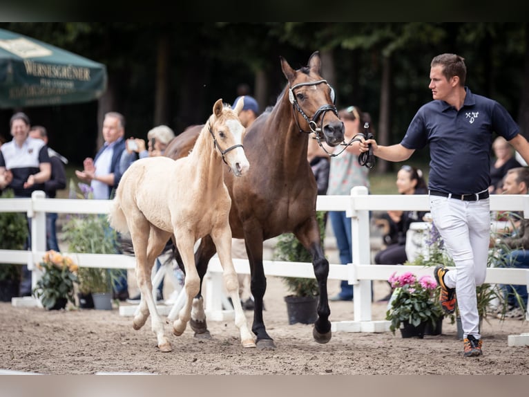 Hannover Stallone 2 Anni 160 cm Palomino in Moers