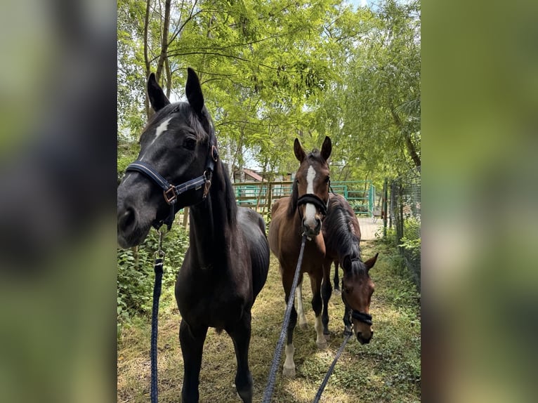 Hannover Stallone 2 Anni 160 cm Può diventare grigio in Schifferstadt